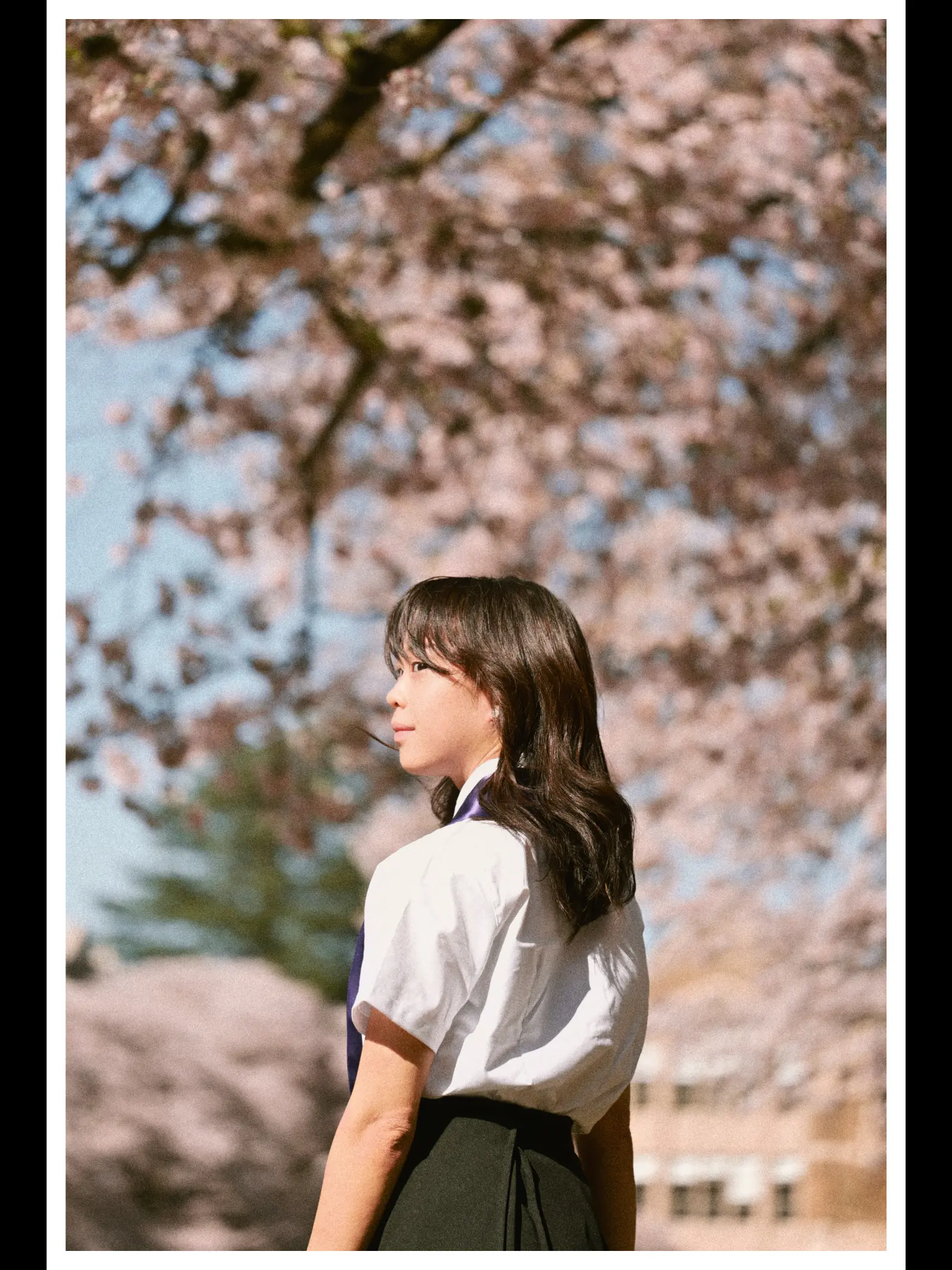 UW senior graduation portrait at the Quad cherry blossoms in Seattle